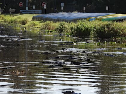 De acuerdo a los especialistas, los caimanes miden más 4,8 metros de largo y pueden pesar hasta 663 kilos