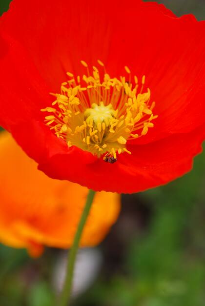De acuerdo al libro El lenguaje de las flores, las amapolas significan “consuelo” y unidas a caléndulas, un amable “calmaré tus penas”.