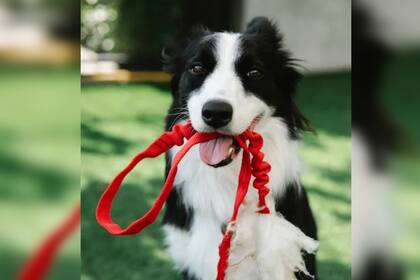 De acuerdo al momento que vive el perro se pueden incorporar elementos (Foto Pexels)