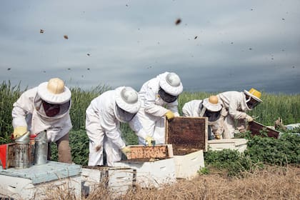 De acuerdo con Agricultura, hay más de 4.000.000 de colmenas declaradas