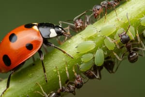 De acuerdo con el biólogo español Mario Alonso Santamaría, a las mariquitas no se le escapa ningún tipo de presa (Foto: Google Gemini)