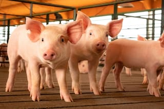 En septiembre, las ventas porcinas subieron 2,7% interanual