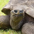 La historia de la tortuga Jonathan, dueña del Récord Guinness con 193 años de vida