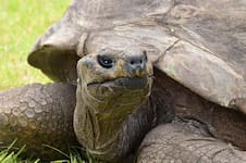 La historia de la tortuga Jonathan, dueña del Récord Guinness con 193 años de vida