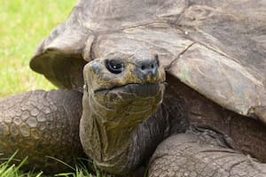 La historia de la tortuga Jonathan, dueña del Récord Guinness con 193 años de vida