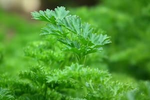 De acuerdo con la Fundación Española de Nutrición (FEN), para conservar las propiedades del perejil, lo más adecuado es ingerirlo fresco