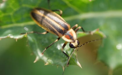 De acuerdo con los científicos, la población de estos insectos está disminuyendo a un ritmo acelerado y preocupante