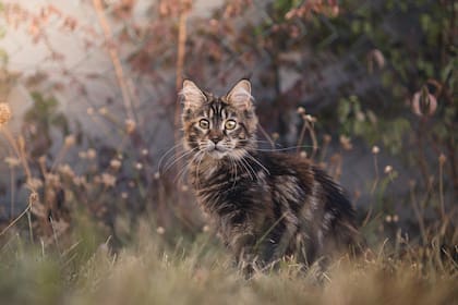 De acuerdo con los expertos, la comunicación visual y bimodal es mucho más eficaz que solamente la vocal al intentar acercarse a gatos desconocidos