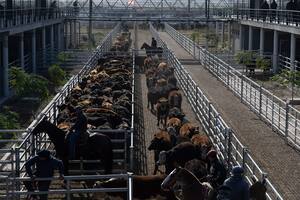 Cayó el valor de la hacienda, pese a una entrada reducida en el Mercado Agroganadero