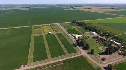 De cara a la campaña 2025/26, Bayer proyecta buenas perspectivas para el maíz. Luego de un año en el que el área sembrada se redujo un 20% por temor al Spiroplasma, se espera una recuperación significativa.