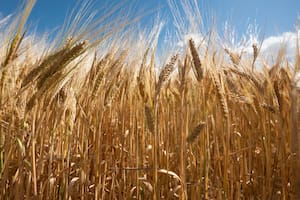 Los precios del trigo a cosecha no entusiasman a los productores