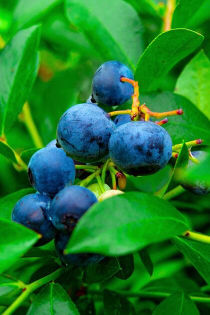 De entre todas las frutas del bosque, los arándanos son los que tienen una mayor concentración de antioxidantes