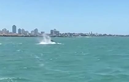 De fondo se puede ver la ciudad uruguaya de Punta del Este (Foto: @ballenasuy)