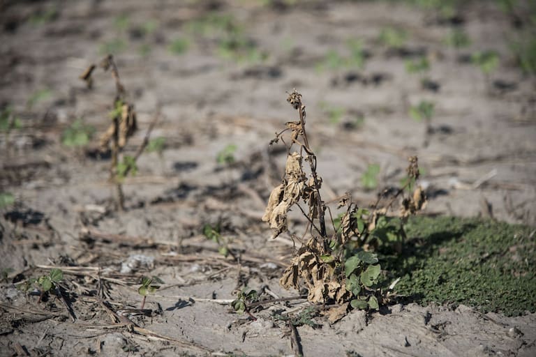 “Probabilidad del 58%”: se afirma la chance de La Niña para fin de año