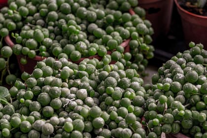 De hojas turgentes y coloreadas por el frío, los Senecio florecen en invierno tardío. Es importante no regarlos de más.