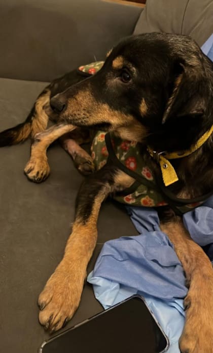 De inmediato conectó con Lars, uno de los perros de Claudio.