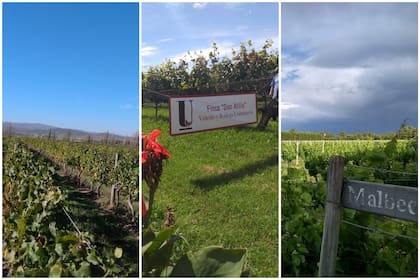 De izquierda a derecha: Bodega Saldungaray, Finca Don Atilio y Bodega Al Este