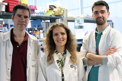 De izquierda a derecha, el biólogo David Sancho y los farmacólogos Annalaura Mastrangelo e Iñaki Robles, en el CNIC de Madrid