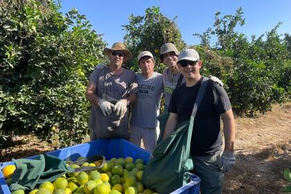 De izquierda a derecha : Ron Ascher, Andy Ricover, Shahar Minkov y Matías Schvartz. Todos empresarios y académicos juntando limones cerca de Gaza