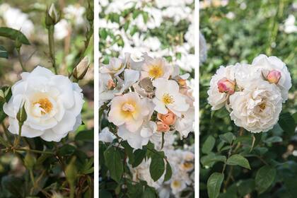 De izquierda a derecha: rosas ‘Iceberg’, ‘Sally Holmes’ y ‘Winchester Cathedral’.