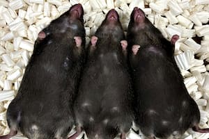 De izquierda a derecha, un ratón macho, un individuo intersexual, y otro ya hembra, nacidos de hembras con falta de hierro