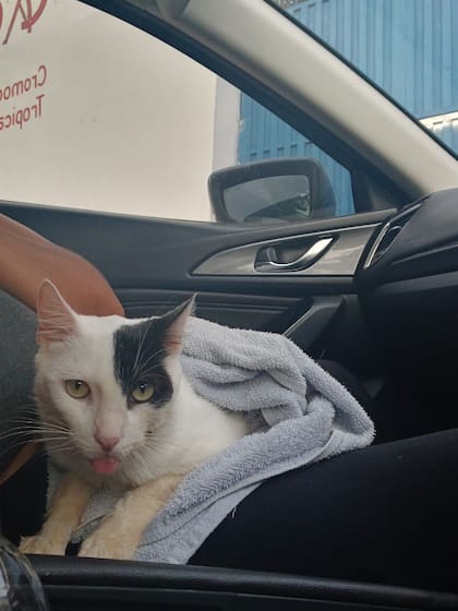 De la boca de Orión caía una baba espesa.