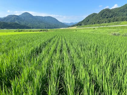 De la escasa área cultivable de Japón, la gran mayoría se dedica al arroz, un alimento que, si bien ha visto reducido su consumo en los últimos años, sigue siendo parte esencial de la dieta japonesa con un consumo per cápita de casi 60 kg/año
