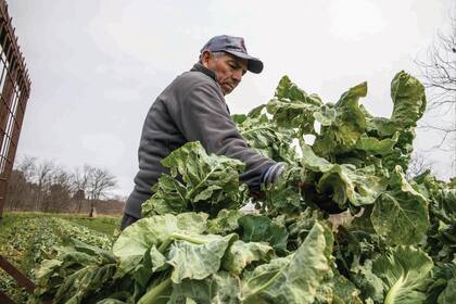 De las 32 hectáreas salen semanalmente 600 bolsones cargados con cinco kilos de verdura que se comercializan de manera comunitaria. 