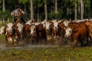En 6000 hectáreas una empresa combina forestación con vacas y exporta a Estados Unidos
