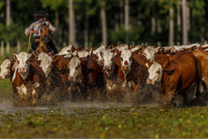 De las 32.000 hectáreas, 20.000 se destinan a ganadería principalmente sobre campo natural; 6000 son destinadas a forestación tradicional y 6000 desarrollan un modelo silvopastoril que combina forestación con producción de carne