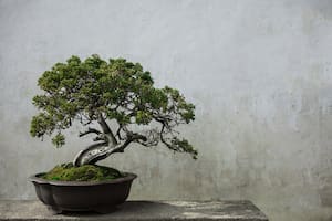 El mundo en una maceta del maravilloso y milenario bonsái