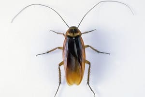 De las más de 4.000 especies de cucarachas que existen, unas 30 están presentes en hábitats humanos