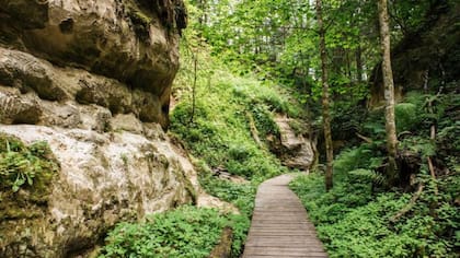 De los árboles de esta zona de Estonia se extrae savia de arce fría.