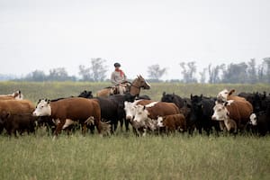 En 2025 cinco complejos exportadores del campo crecieron por encima del promedio