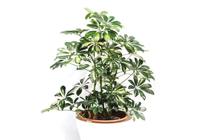 De nombre científico Schefflera arboricola, la planta conocida vulgarmente como aralia es originaria de China, muy usada para interiores.