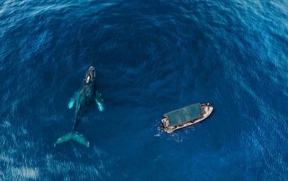 En Los Cabos se pueden ver varias especies de ballenas: la jorobada, la gris y la azul