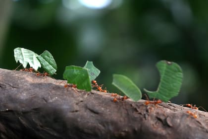 De noviembre hasta abril, las hormigas refuerzan las entradas de sus nidos con palitos. Durante el otoño, el acarreo de hojas se intensifica