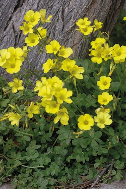 De origen africano, el Oxalis pes-caprae es una especie adventicia muy común, de hasta 30 cm y de flores amarillas, bastante grandes.