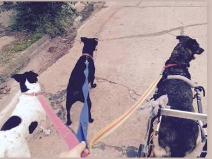 De paseo con sus hermanos de cuatro patas.