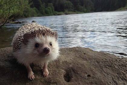 De paseo por un arroyo