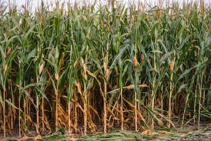 “De persistir este escenario de falta de precipitaciones, el potencial productivo de los lotes más adelantados podría verse afectado”, advirtió Conde
