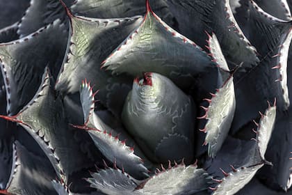 De porte pequeño, el Agave potatorum crece dando hijos a los costados.