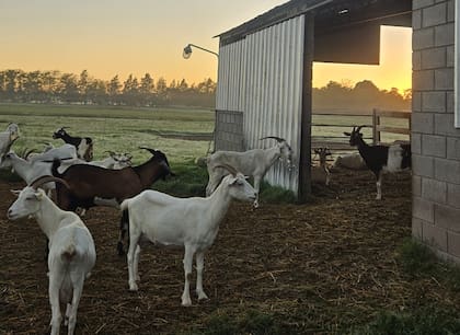 De París al campo argentino: la francesa que eligió hacer quesos 23 De Rincquesen, desde su chacra en Mercedes, elabora una amplia variedad de quesos de cabra que reflejan la tradición francesa y el trabajo artesanal que la caracteriza