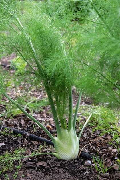 De sabor suave y dulzón, el hinojo se destaca por aliviar molestias asociadas a los gases y aportar un toque anisado a infusiones y comidas