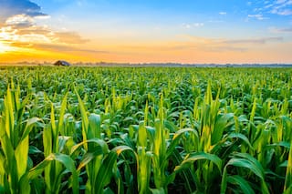 Optimistas vs. pesimistas: ¿el mejor o el peor de los mundos?