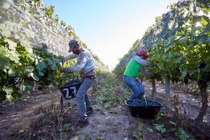 De un total de 1207 normas en materia vitivinícola se derogan 973. Con esto damos lugar a un nuevo régimen basado en la libertad, la responsabilidad y la competencia", remarcaron en la cartera agrícola