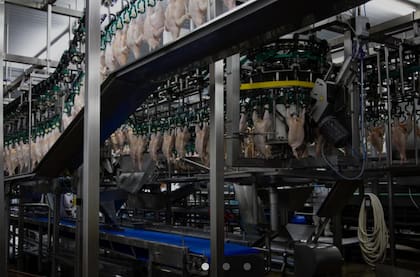 De una capacidad histórica cercana a los 700.000 pollos diarios, hoy la empresa estaría faenando menos de la mitad