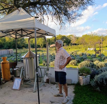 De unos 15 kg de espigas frescas se extraen entre 225 y 300 cm3 de aceite.