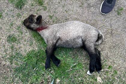 De Zan: "El problema son las jaurías que nadie controla"