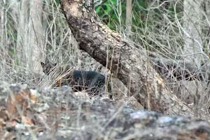 Debajo de un tronco, el leopardo negro fotografiado por el joven estudiante de ingeniería